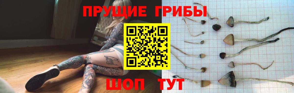 Галлюциногенные грибы Psilocybe  Назарово 